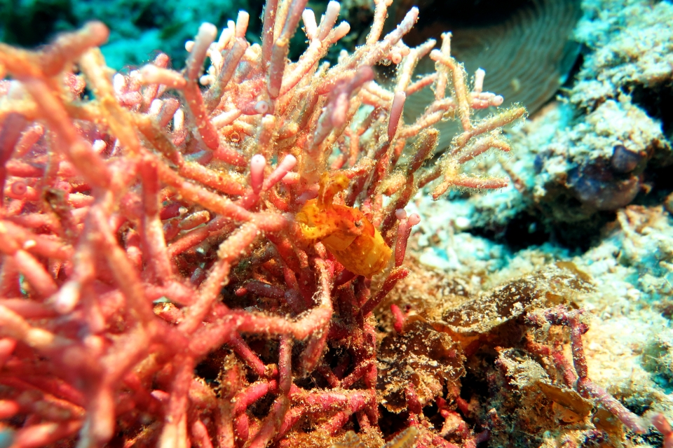 Sepia aculeata