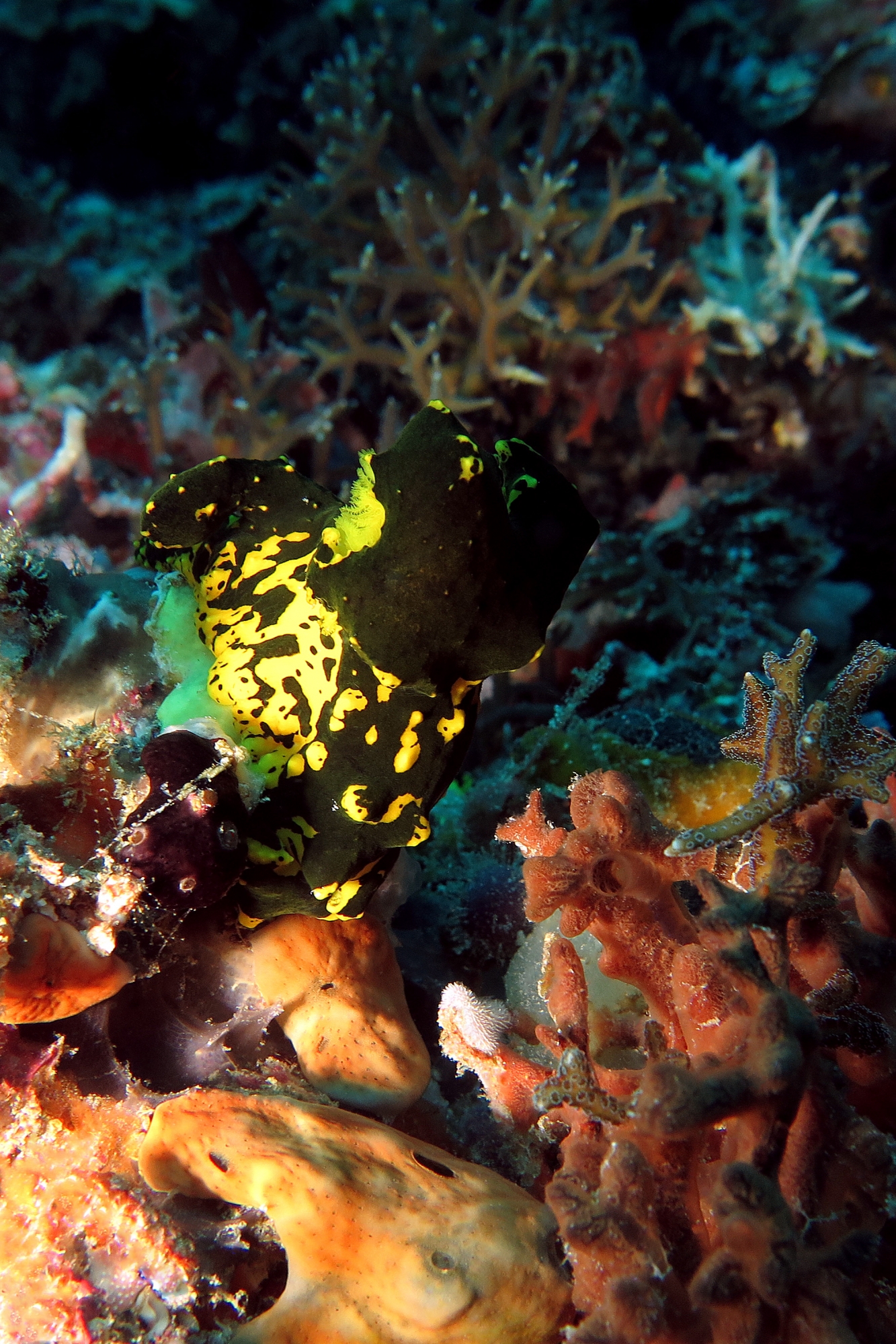 Notodoris gardineri