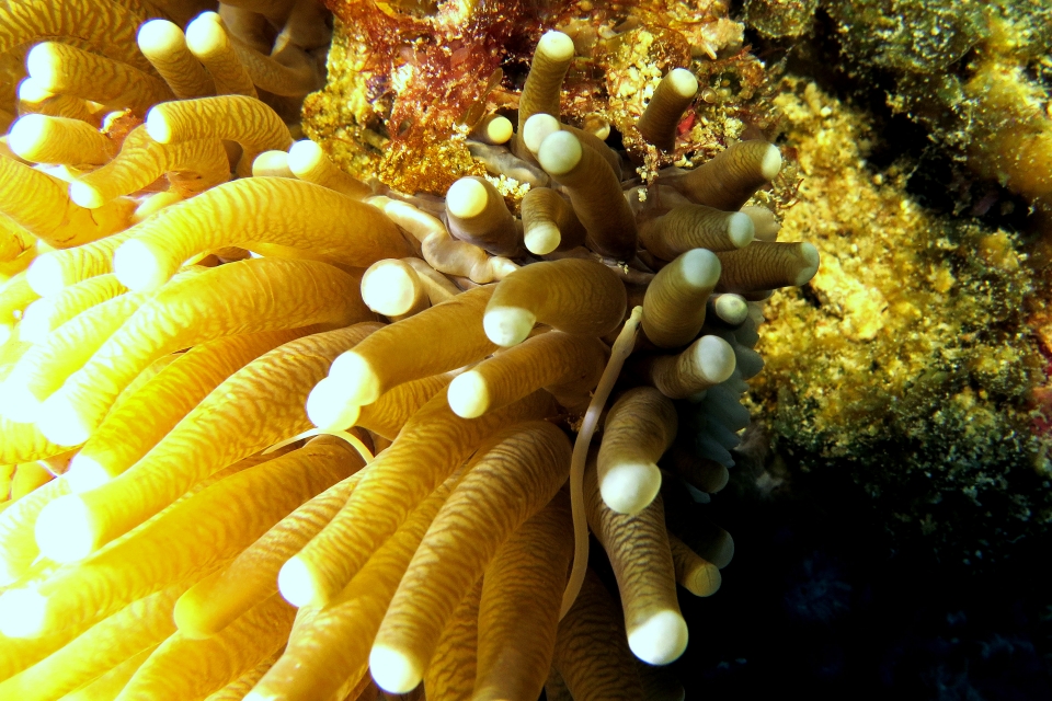 Siokunichthys nigrolineatus, Heliofungia actiniformis