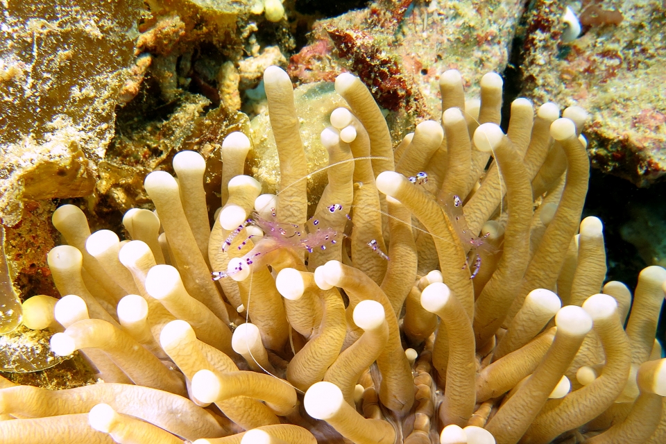 Ancylomenes sarasvati, Heliofungia actiniformis