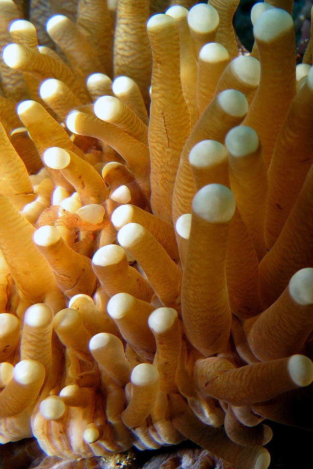 Hampontonia corallicola, Heliofungia actiniformis