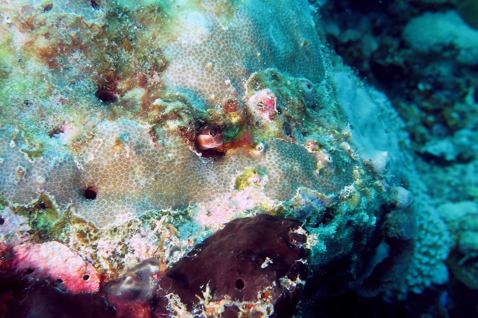 Ecsenius lineatus
