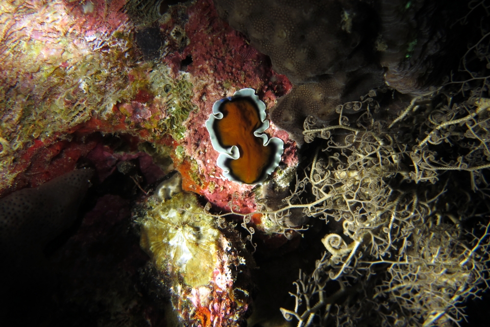 Spot  "Lagoon" - Pseudoceros sp., Astroboa nuda