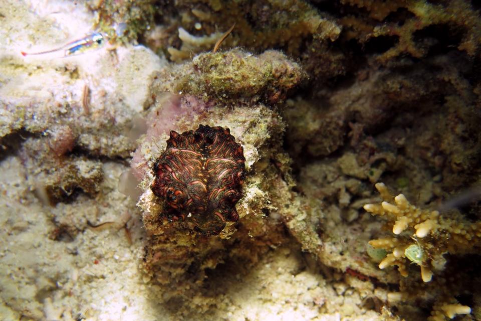 Pseudobiceros bedfordi