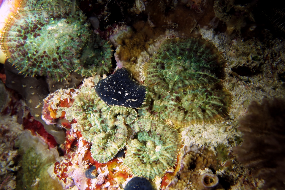 Rhodactis inchoata
