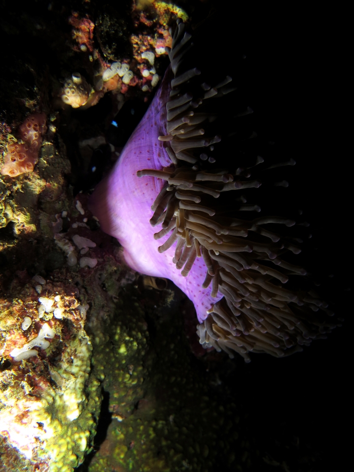 Heteractis magnifica
