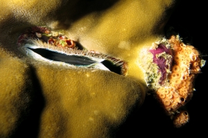 Pedum sp., Polycarpa sp., Crella cyathophora, Chalinula nematifera