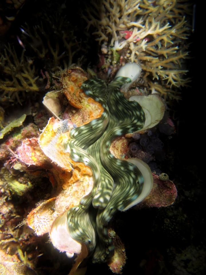 Tridacna squamosa