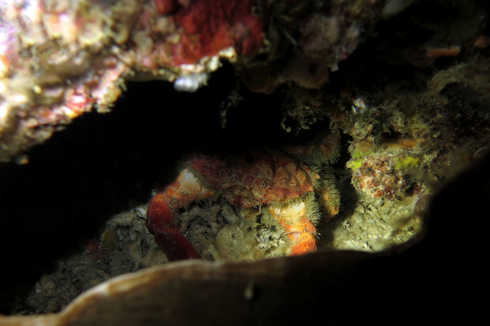 Etisus anaglyptus