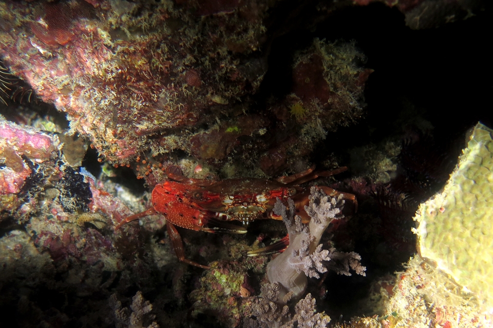 Charybdis paucidentata