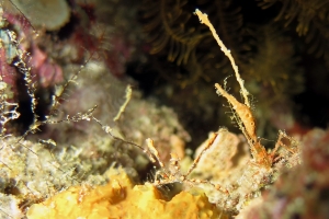 Oncinopus Araneus