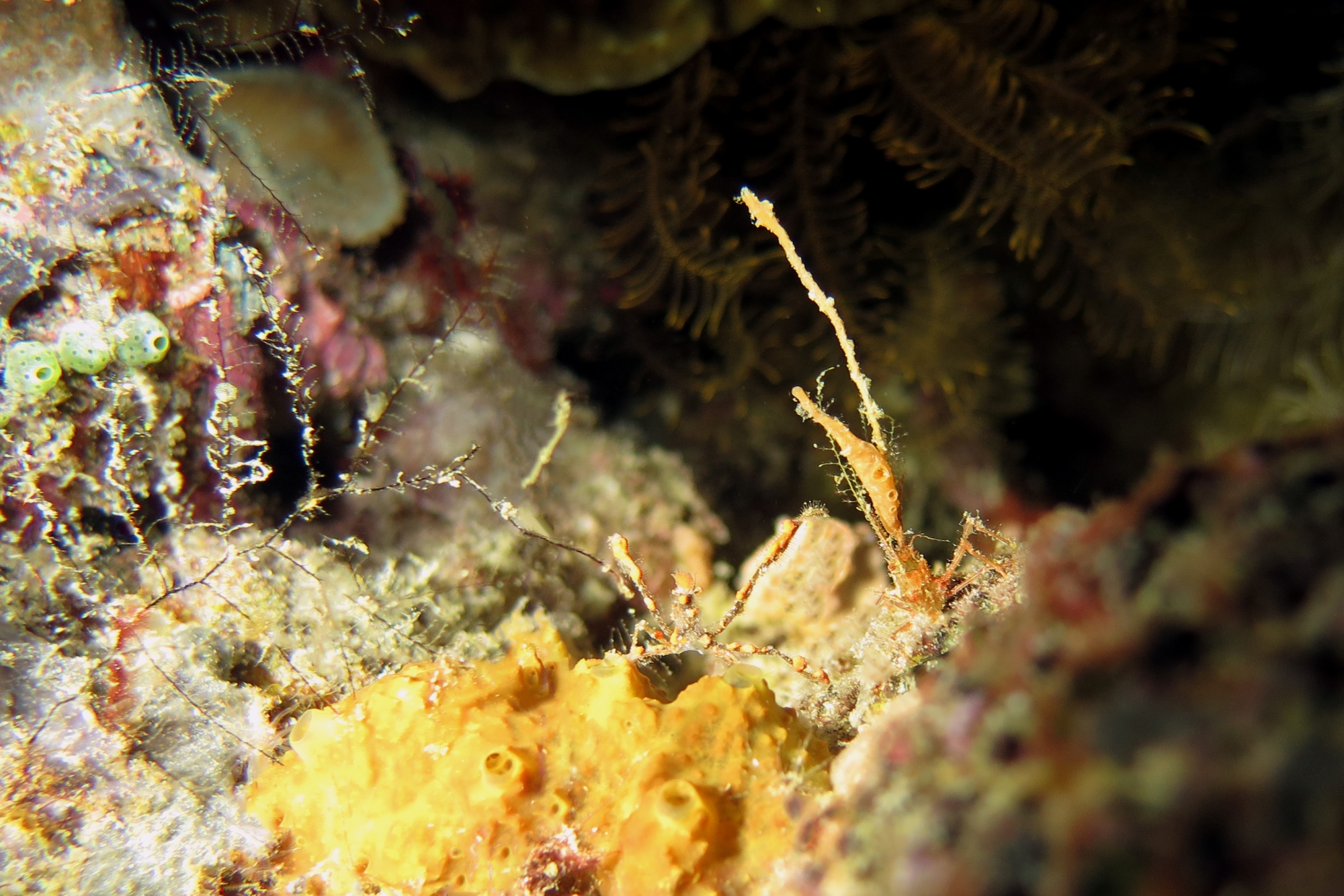 Oncinopus Araneus