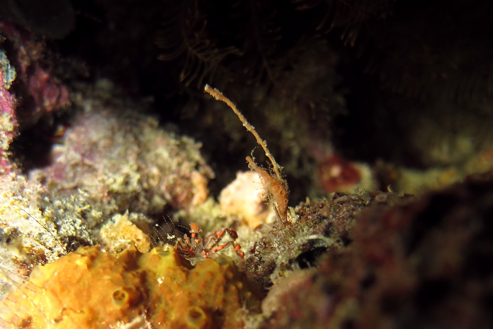 Oncinopus Araneus