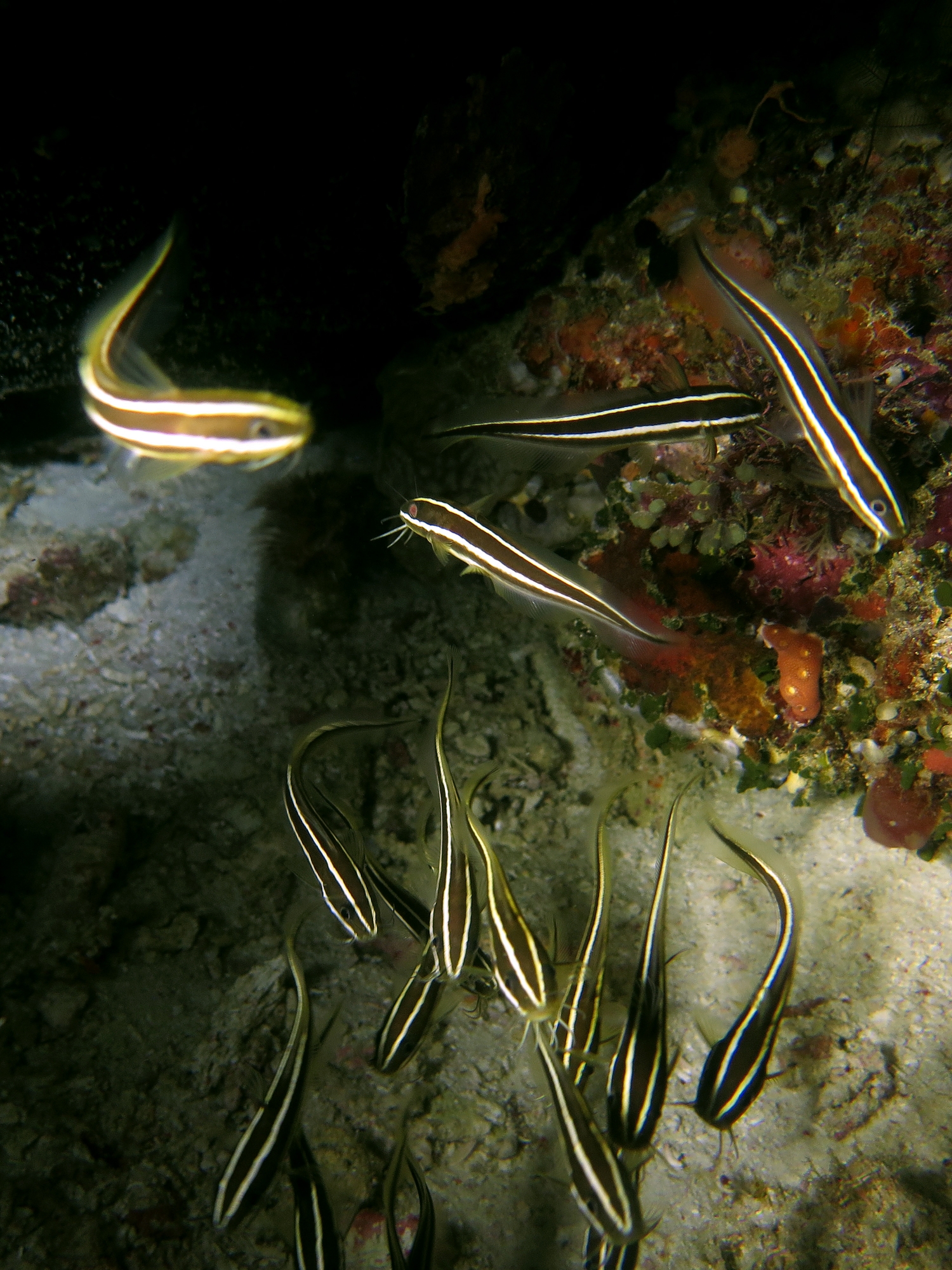 Plotosus lineatus