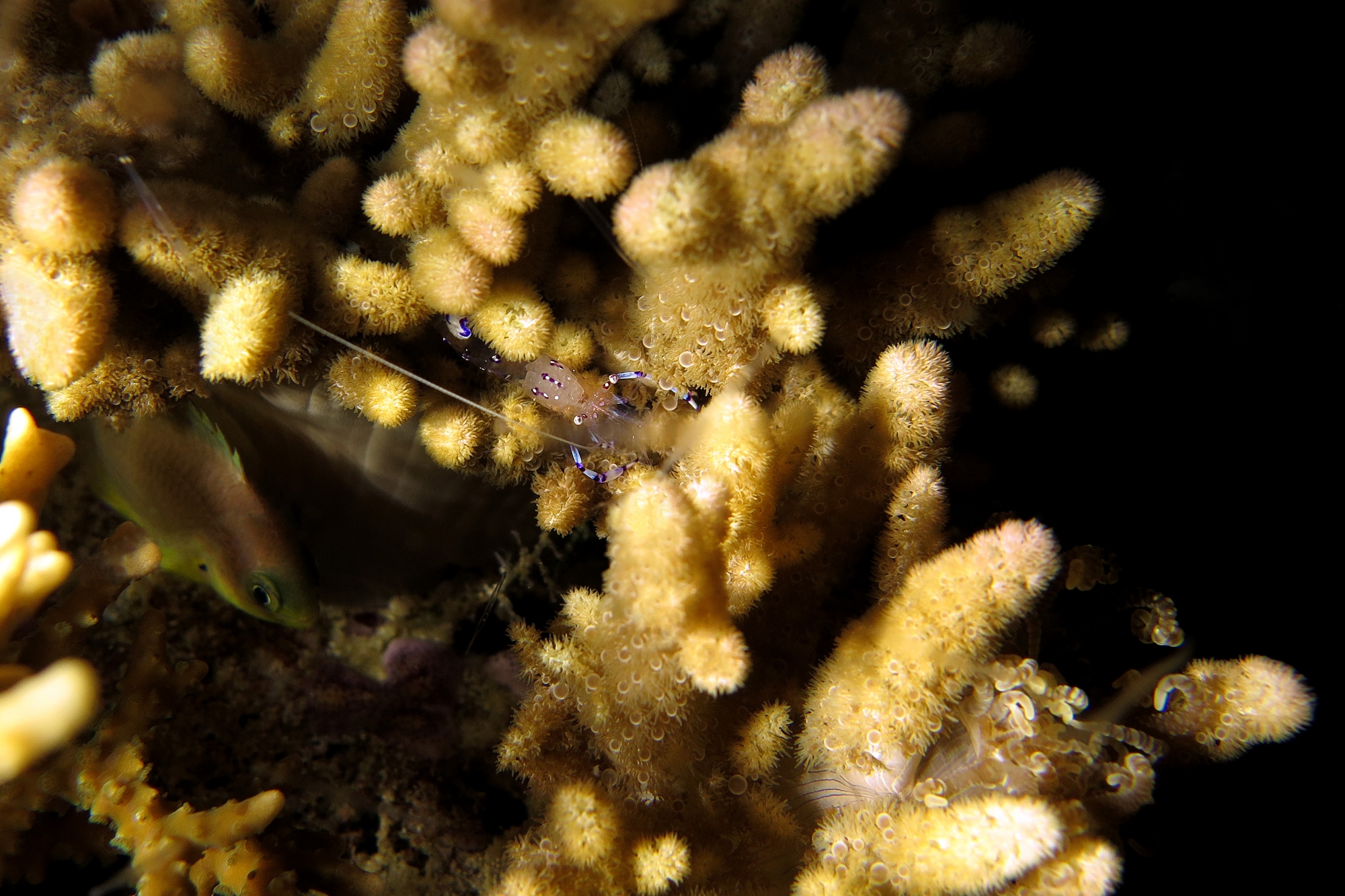 Ancylomenes sarasvati, Sinularia sp.