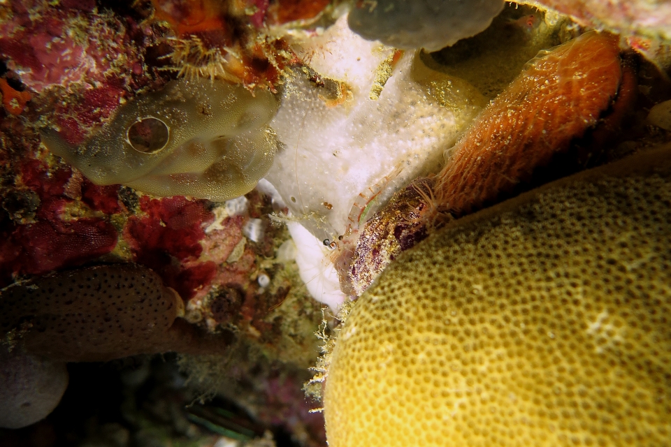 Crevette de la famille des Processidae (Hayashidonus sp)