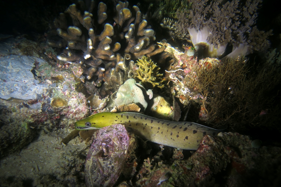 Gymnothorax fimbriatus, Pavona clavus