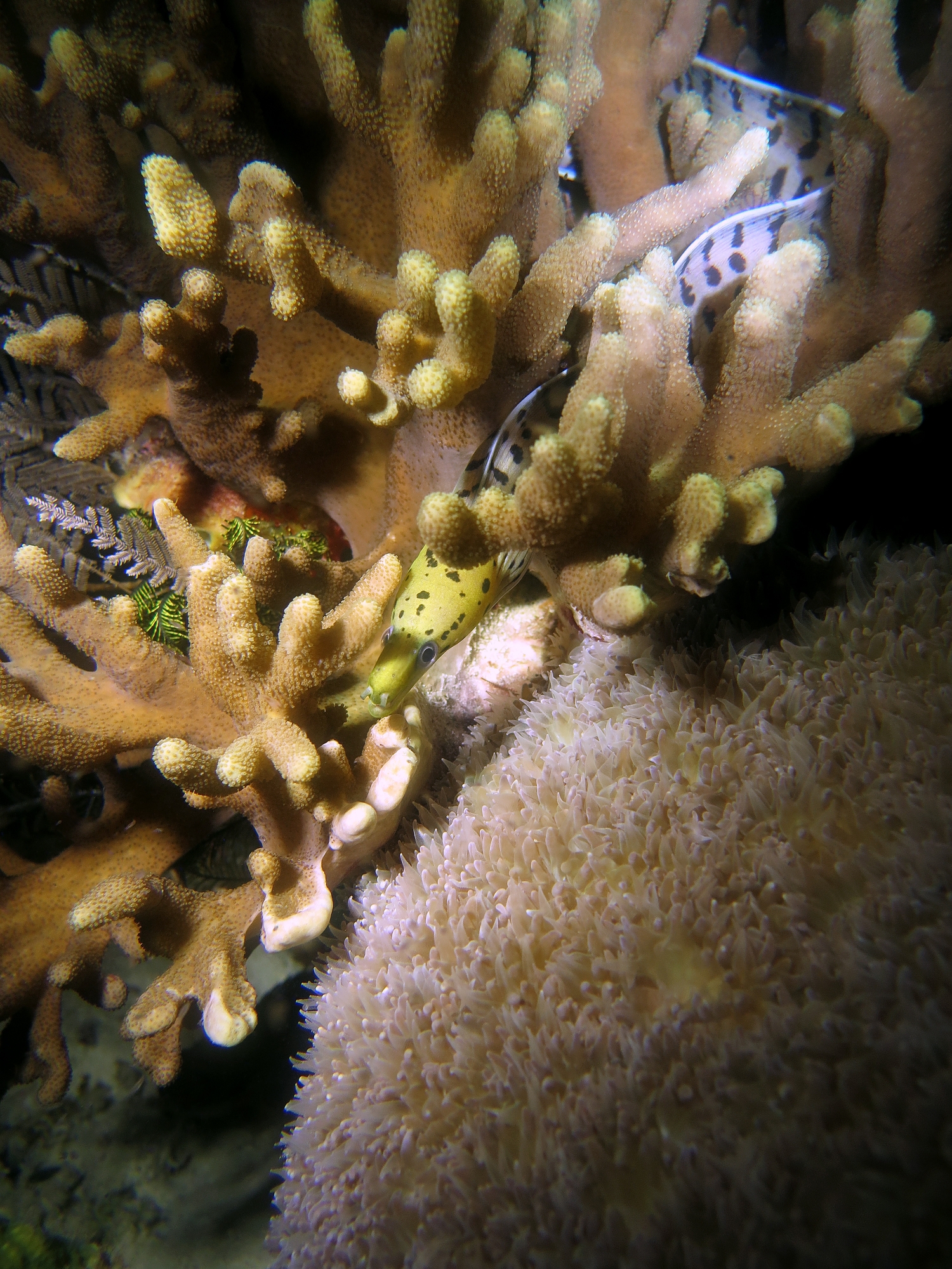Gymnothorax fimbriatus, Sinularia sp., Physogyra lichtensteini