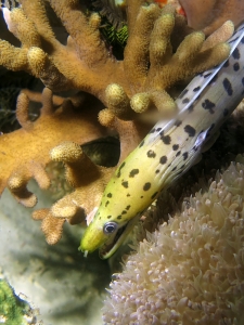 Gymnothorax fimbriatus, Sinularia sp., Physogyra lichtensteini