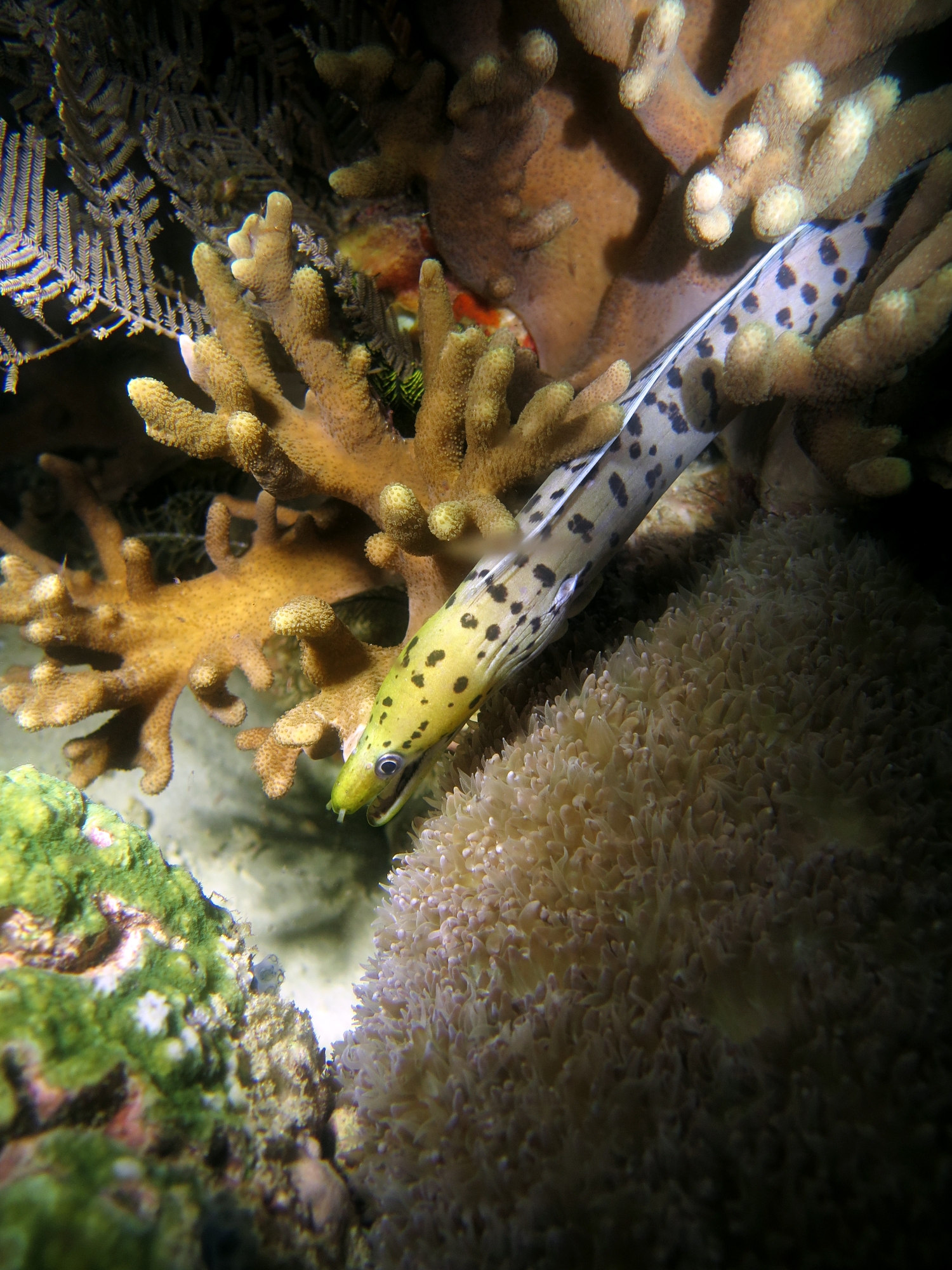 Gymnothorax fimbriatus, Sinularia sp., Physogyra lichtensteini
