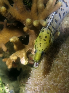 Gymnothorax fimbriatus, Sinularia sp., Physogyra lichtensteini