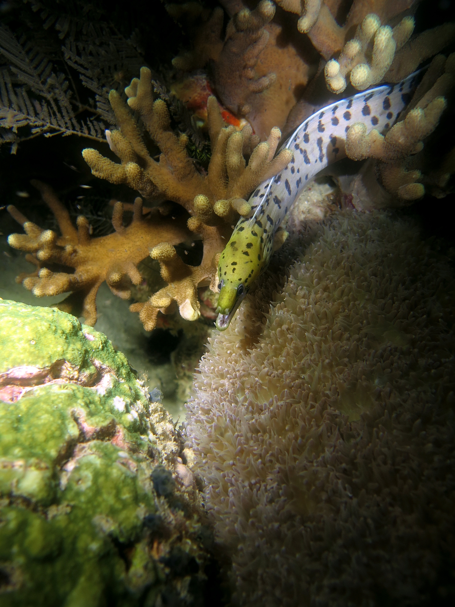 Gymnothorax fimbriatus, Sinularia sp., Physogyra lichtensteini