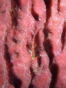 Helcogramma striata, Xestospongia testudinaria