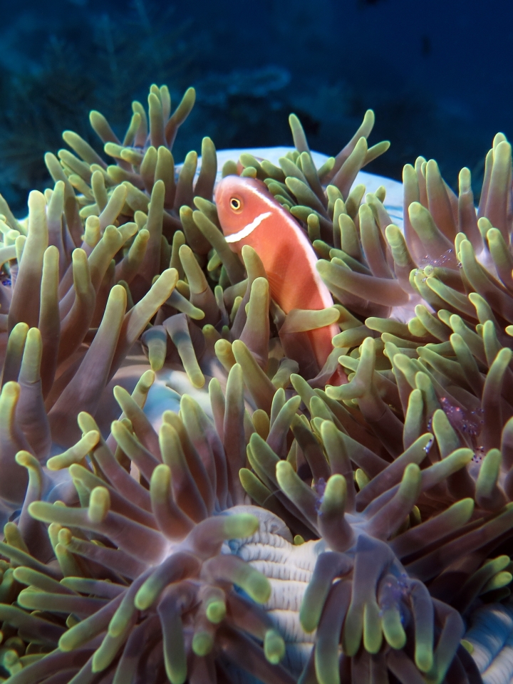 Amphiprion perideraion, Heteractis magnifica
