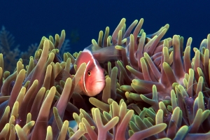 Heteractis magnifica, Amphiprion perideraion