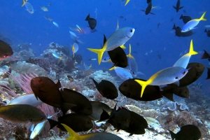 Acanthurus mata, Caesio cuning