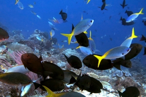 Acanthurus mata, Caesio cuning