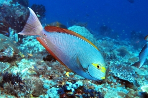 Acanthurus mata