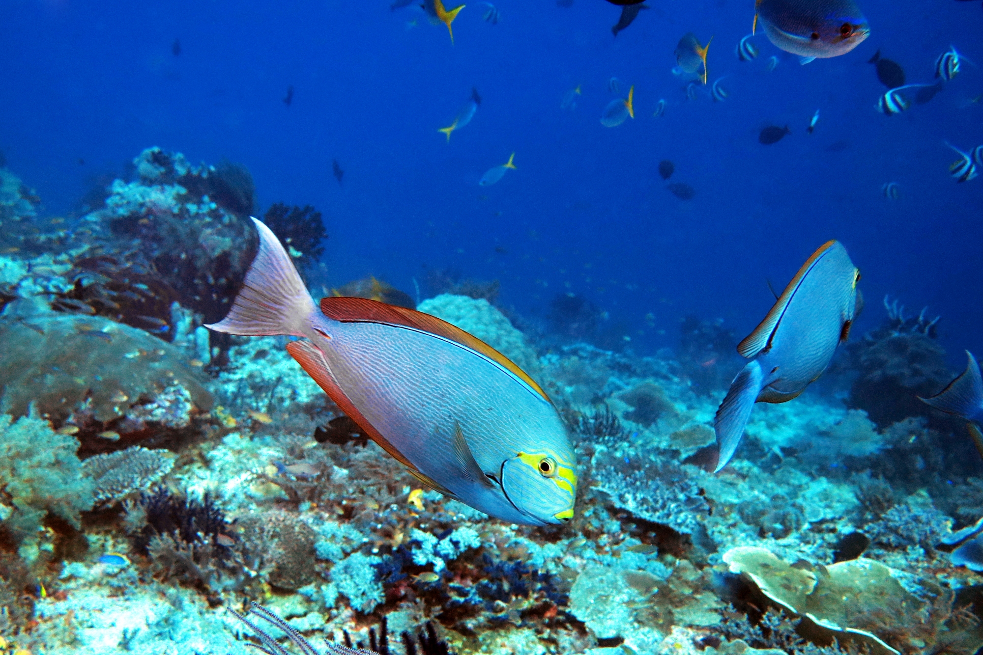 Acanthurus mata