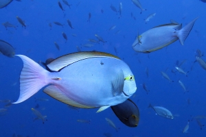 Acanthurus mata