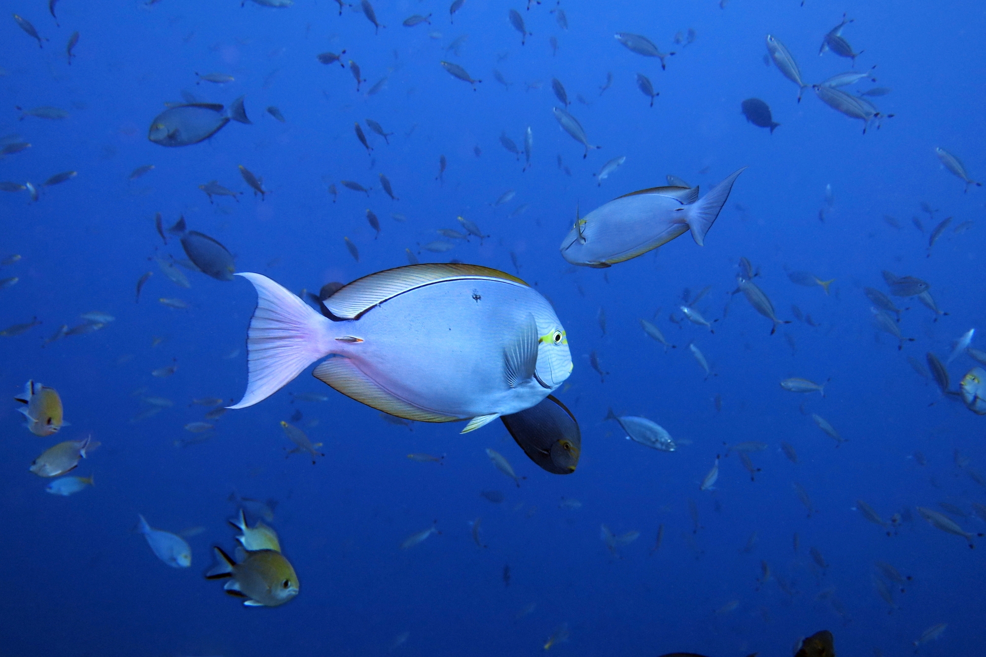 Acanthurus mata