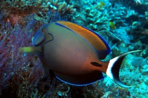 Acanthurus fowleri