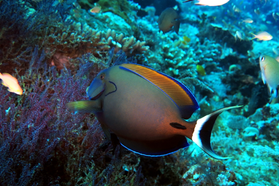 Acanthurus fowleri