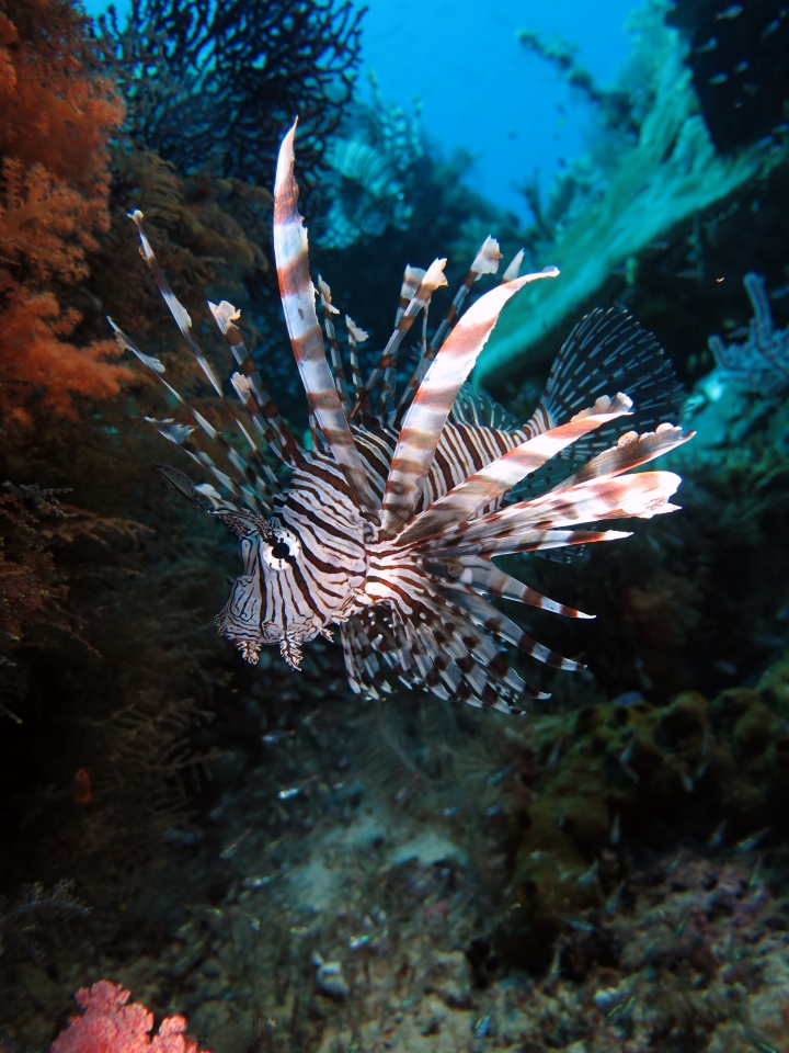 Pterois miles