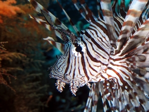 Pterois miles