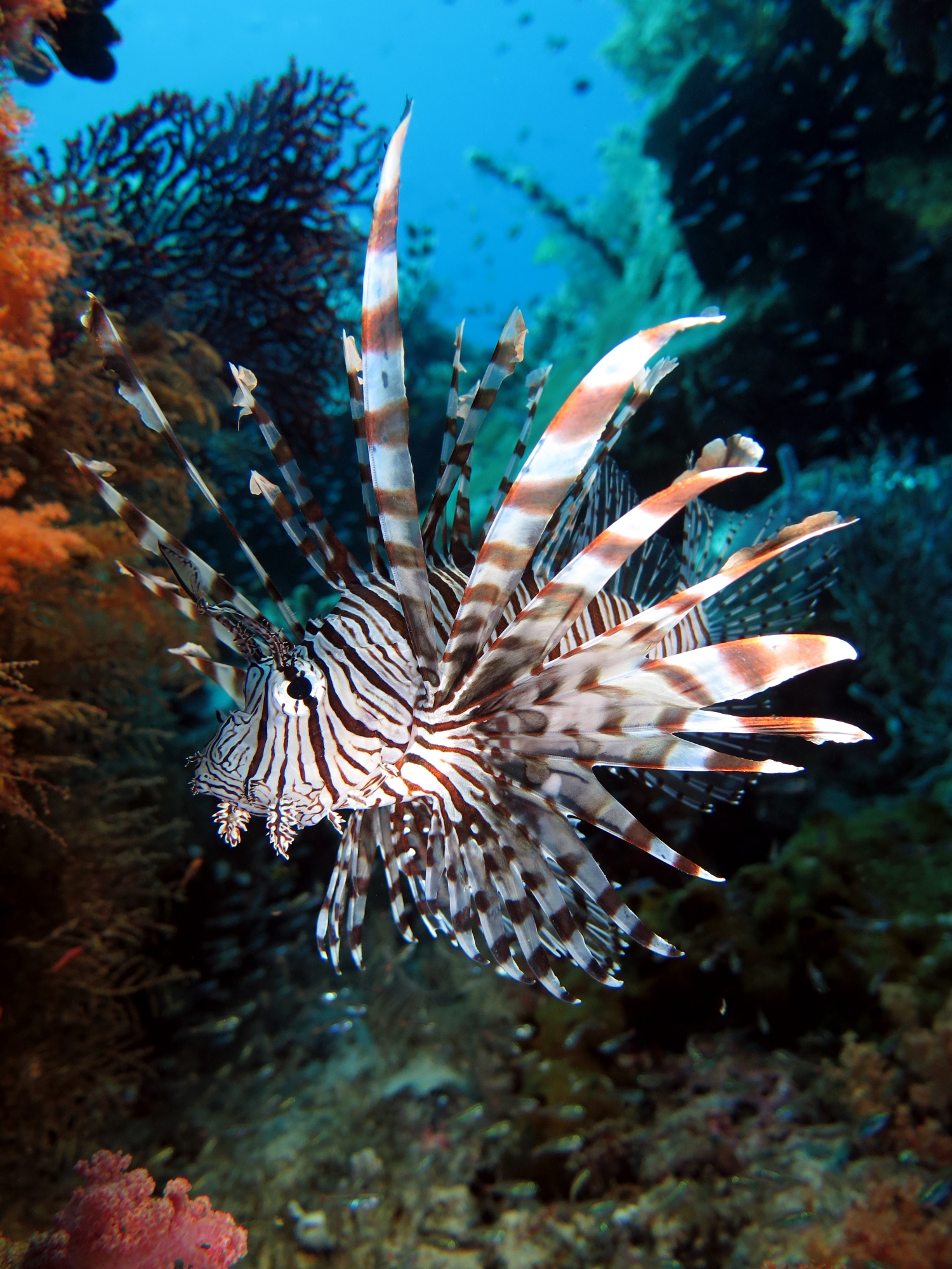 Pterois miles