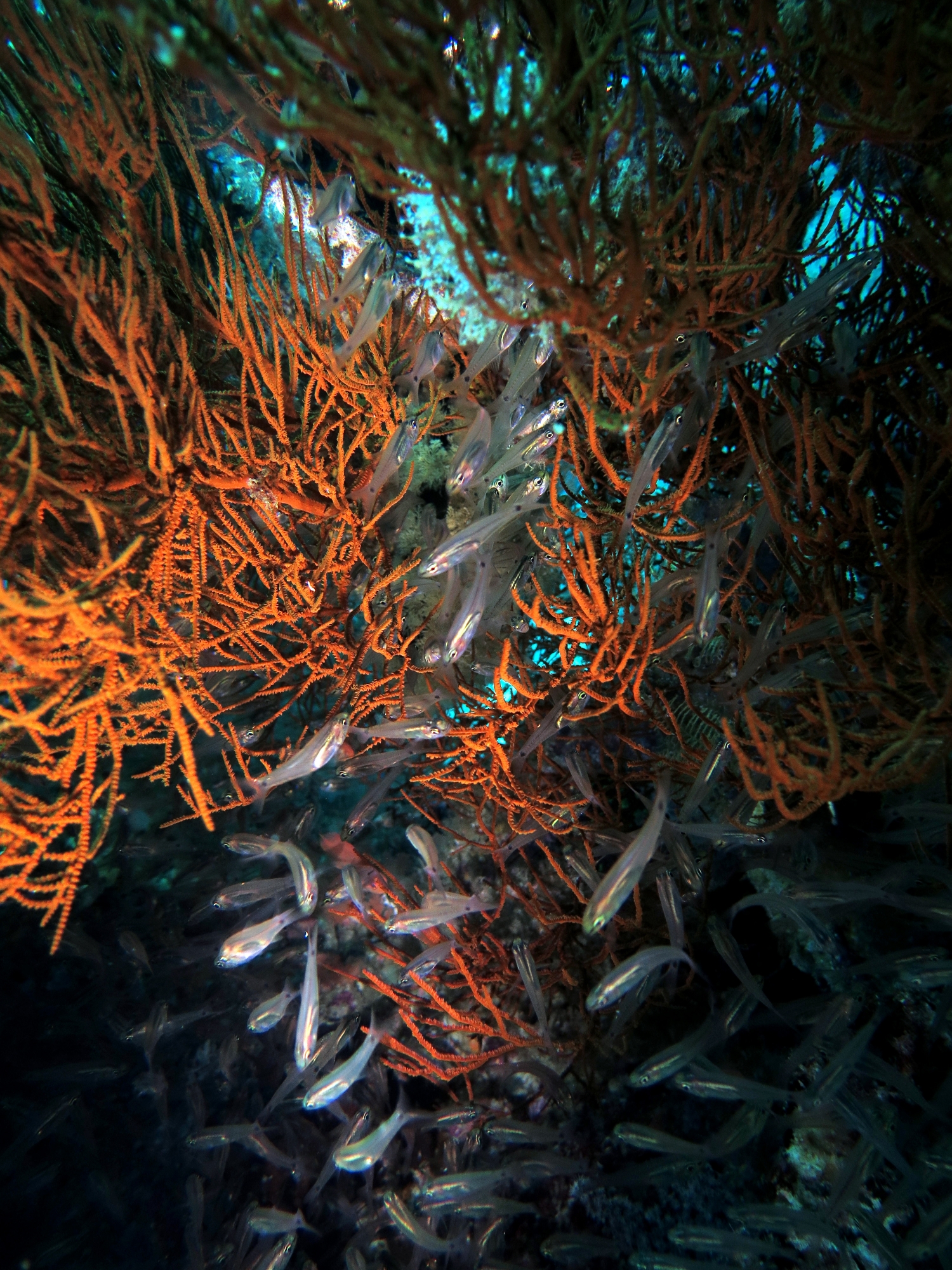 Ostorhinchus neotes, Antipathes sp