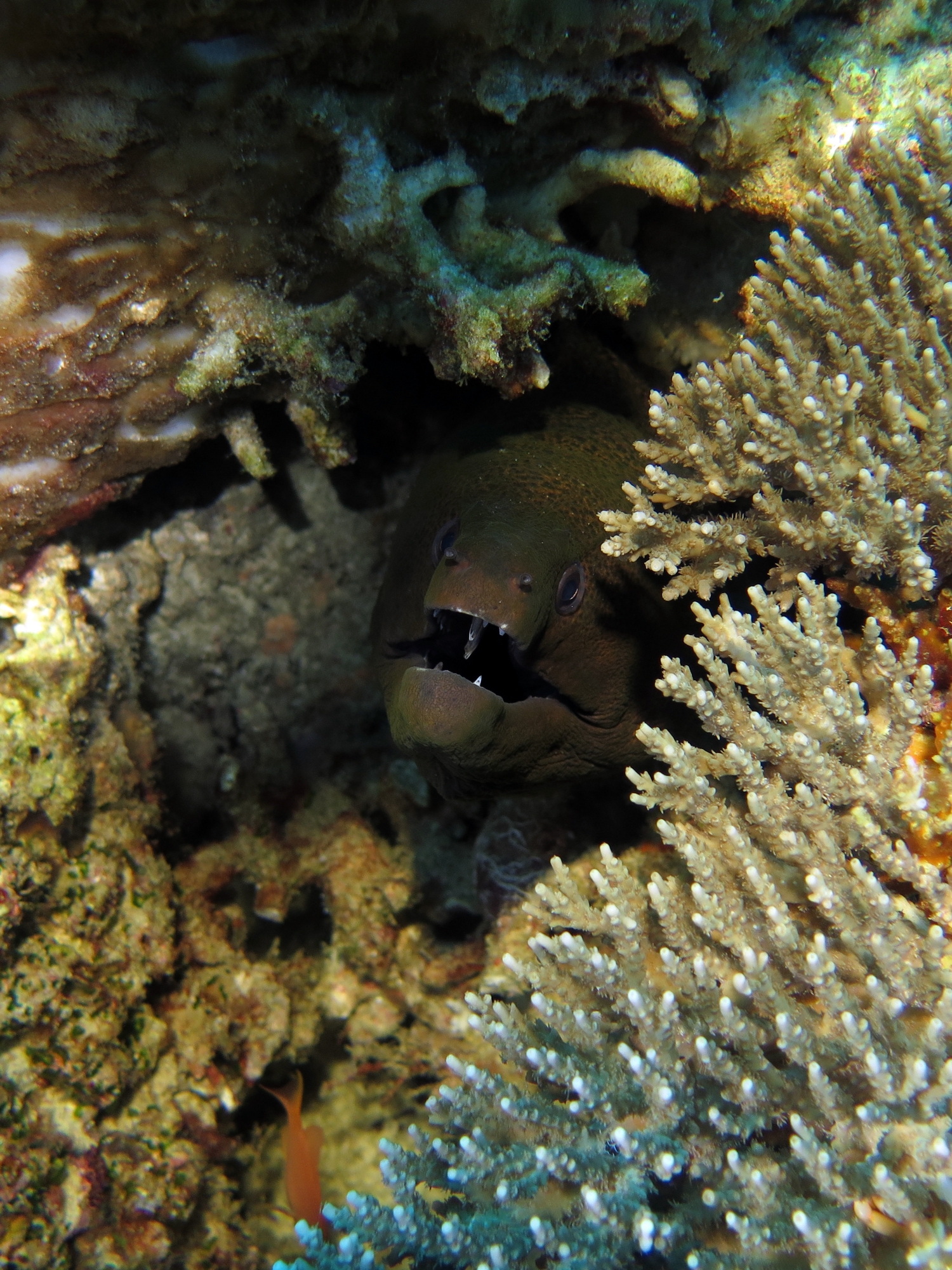 Gymnothorax javanicus