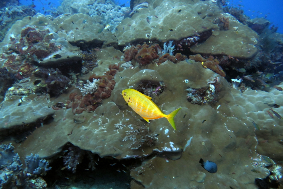 Carangoides bajad