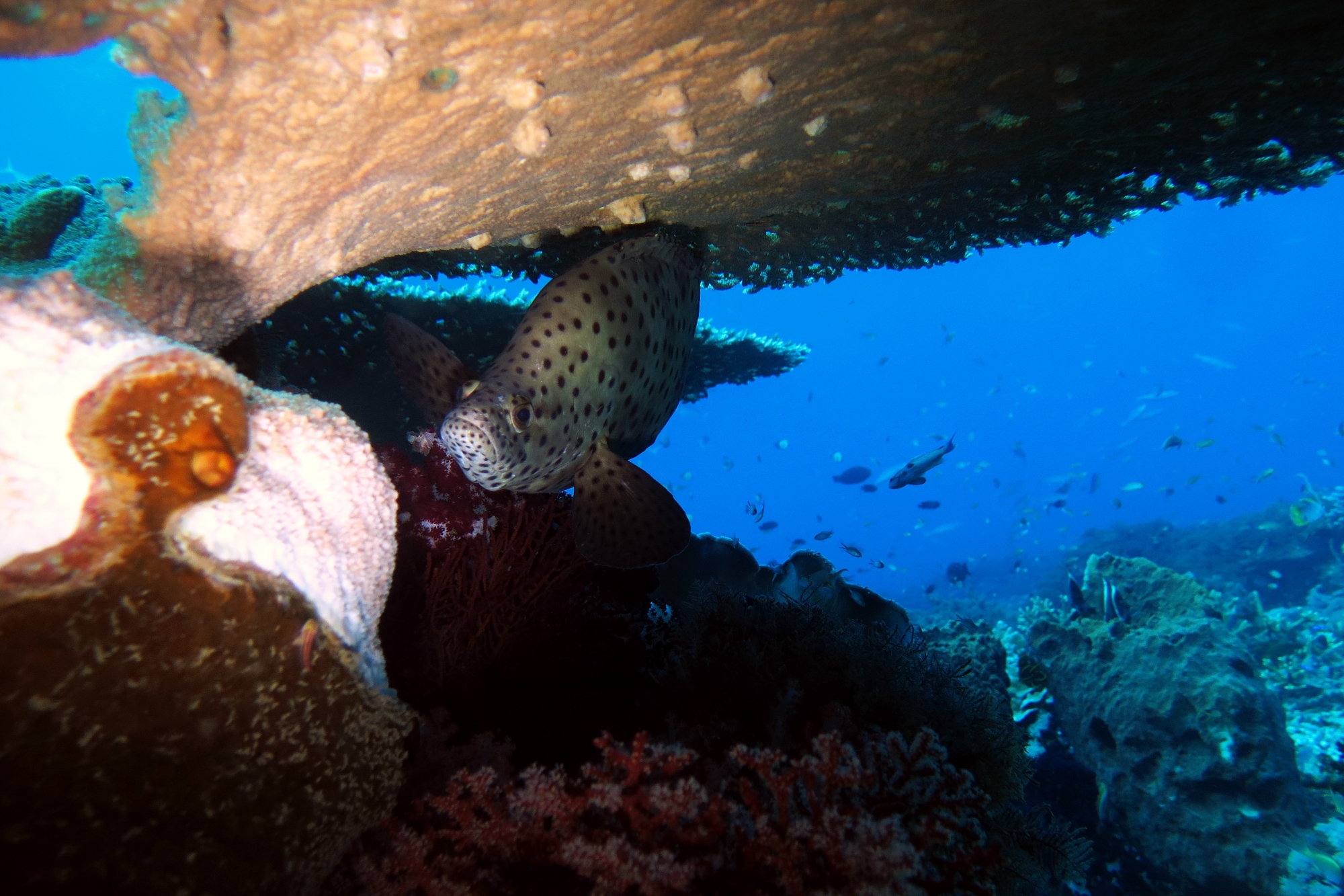 Cromileptes altivelis, Acropora sp.