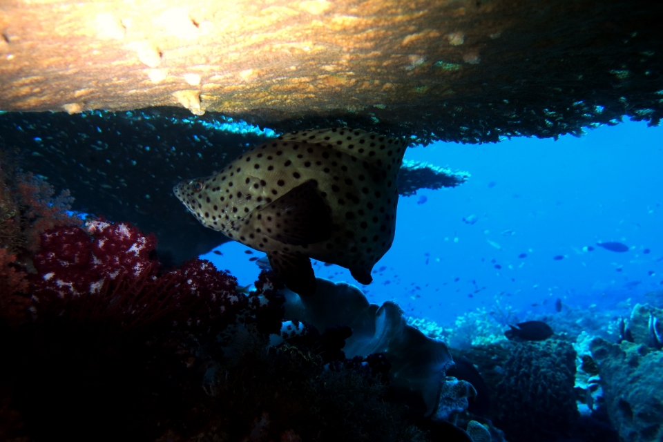 Cromileptes altivelis, Acropora sp.