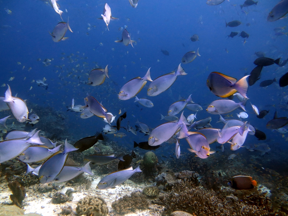 Acanthurus mata