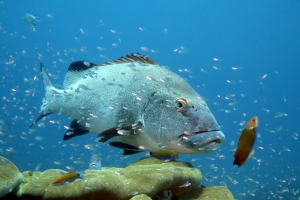 Plectorhinchus albovittatus