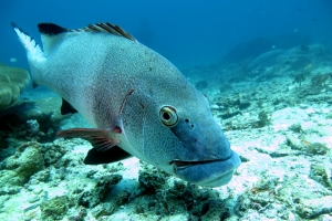 Plectorhinchus albovittatus