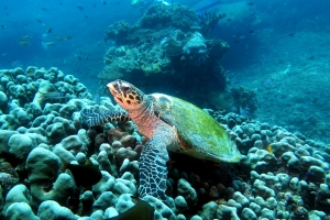 Eretmochelys imbricata