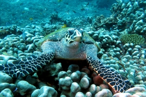 Eretmochelys imbricata